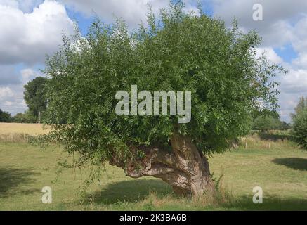 Korbweide (Salix viminalis) im Naturschutzgebiet Himmelgeister Rheinboden am Rhein in der Nähe von Düsseldorf Stockfoto