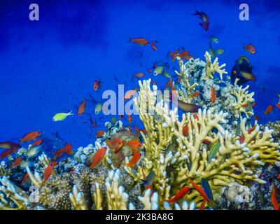 Viele bunte Fische über erstaunlichen Korallen in tiefblauem Meerwasser Stockfoto