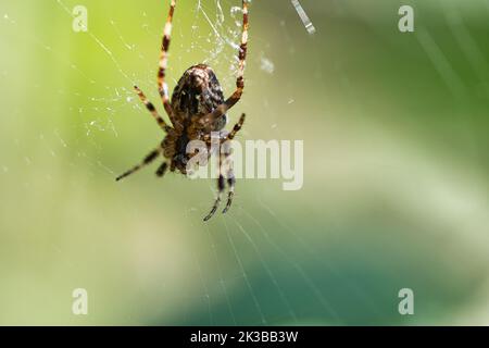 Kreuzen Sie die Spinne in einem Spinnennetz, lauern Sie nach Beute. Unscharfer Hintergrund. Ein nützlicher Jäger unter Insekten. Arachnid. Tierfoto aus der Wildnis. Stockfoto