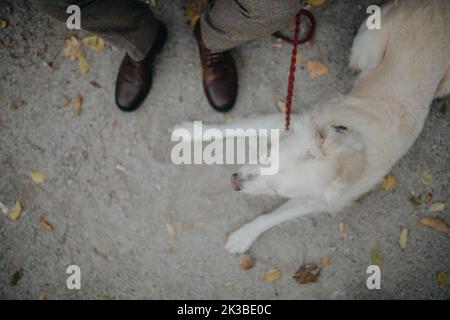 Draufsicht auf den großen weißen Hund, der mit seinem älteren Besitzer im Stadtpark ruht. Stockfoto