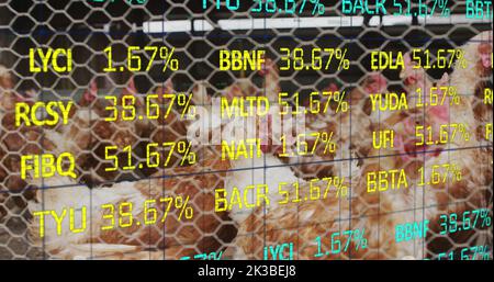 Bild der Verarbeitung finanzieller Daten über Hühner auf dem Bauernhof Stockfoto
