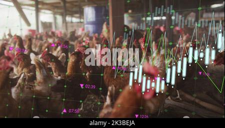 Bild der Verarbeitung finanzieller Daten über Hühner auf dem Bauernhof Stockfoto