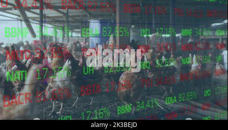 Bild der Verarbeitung finanzieller Daten über Hühner auf dem Bauernhof Stockfoto