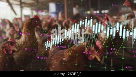 Bild der Verarbeitung finanzieller Daten über Hühner auf dem Bauernhof Stockfoto