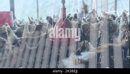 Bild der Verarbeitung finanzieller Daten über Hühner auf dem Bauernhof Stockfoto