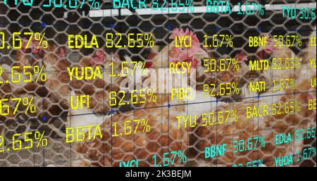 Bild der Verarbeitung finanzieller Daten über Hühner auf dem Bauernhof Stockfoto