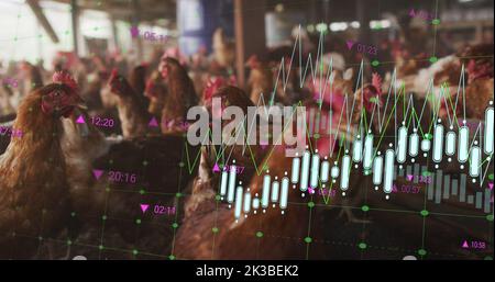 Bild der Verarbeitung finanzieller Daten über Hühner auf dem Bauernhof Stockfoto