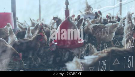 Bild der Verarbeitung finanzieller Daten über Hühner auf dem Bauernhof Stockfoto