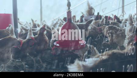 Bild der Verarbeitung finanzieller Daten über Hühner auf dem Bauernhof Stockfoto