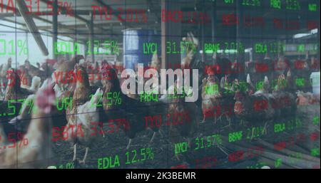 Bild der Verarbeitung finanzieller Daten über Hühner auf dem Bauernhof Stockfoto