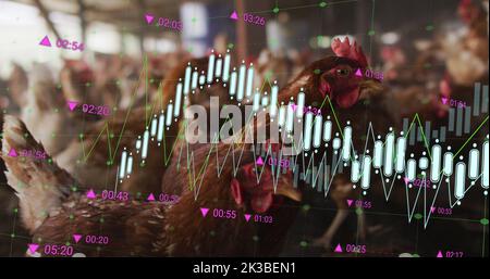 Bild der Verarbeitung finanzieller Daten über Hühner auf dem Bauernhof Stockfoto