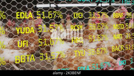 Bild der Verarbeitung finanzieller Daten über Hühner auf dem Bauernhof Stockfoto