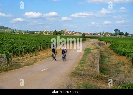 Zwei Radfahrer, die durch die Weinberge von Burgund fahren, nähern sich dem berühmten Weindorf Meursault, Frankreich. Stockfoto