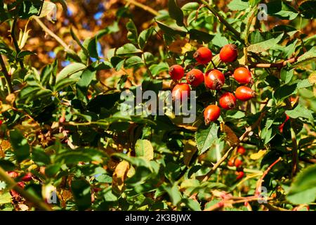 Rot reifer Herbsthaufen stieg Hüften im Grünen an einem sonnigen Tag Stockfoto