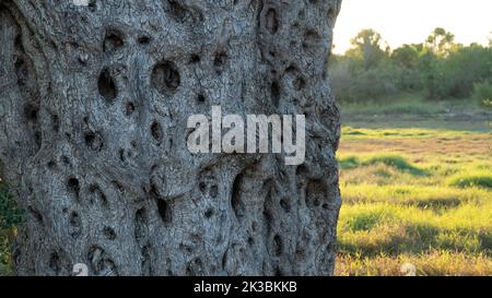 Olivenbaumstamm bei Sonnenuntergang im Herbst, Hintergrundrelief aus strukturiertem Holz Stockfoto