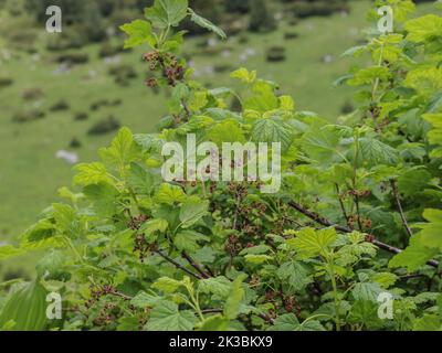 Die felsige rote Johannisbeere (lateinischer Name: Ribes petraeum) mit rötlichen Blüten auf der Mokra Gora im Südwesten Serbiens bei Tutin Stockfoto