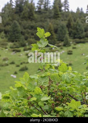 Die felsige rote Johannisbeere (lateinischer Name: Ribes petraeum) mit rötlichen Blüten auf der Mokra Gora im Südwesten Serbiens bei Tutin Stockfoto