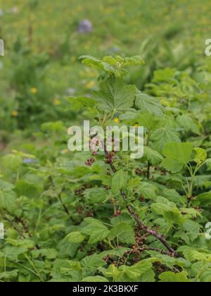 Die felsige rote Johannisbeere (lateinischer Name: Ribes petraeum) mit rötlichen Blüten auf der Mokra Gora im Südwesten Serbiens bei Tutin Stockfoto