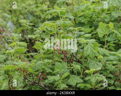 Die felsige rote Johannisbeere (lateinischer Name: Ribes petraeum) mit rötlichen Blüten auf der Mokra Gora im Südwesten Serbiens bei Tutin Stockfoto