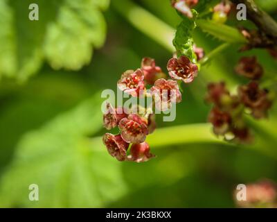 Die felsige rote Johannisbeere (lateinischer Name: Ribes petraeum) mit rötlichen Blüten auf der Mokra Gora im Südwesten Serbiens bei Tutin Stockfoto