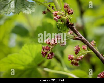 Die felsige rote Johannisbeere (lateinischer Name: Ribes petraeum) mit rötlichen Blüten auf der Mokra Gora im Südwesten Serbiens bei Tutin Stockfoto