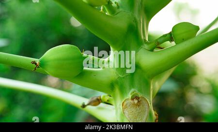 Papaya Früchte von Papaya Baum im Garten in Indien. Natur frisch grüne Papaya auf Baum mit Früchten. Stockfoto