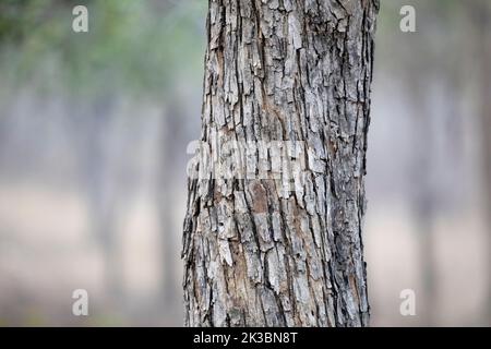 Krokodilrindenbaum Nahaufnahme Details, Terminalia elliptica, Bandhavgarh, Madhya Pradesh, Indien Stockfoto