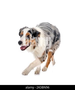 Australian Shepherd vor weißem Hintergrund Stockfoto