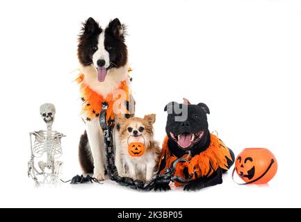 Hunde und Halloween vor weißem Hintergrund Stockfoto