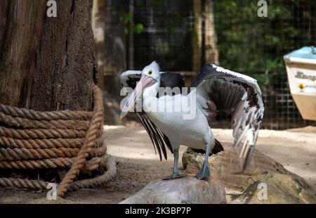 Nahaufnahme eines australischen Pelikans (Pelecanus auffallillatus) in Sydney, NSW, Australien (Foto: Tara Chand Malhotra) Stockfoto