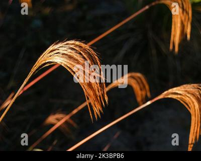 Goldener Blütenkopf, der vor dunklem Hintergrund die Morgensonne auffängt. Stockfoto