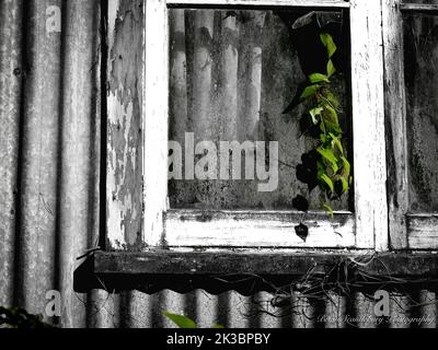 Grüne Rebe gerahmt wächst in Fenster von verlassenen und verlassenen Gebäude Fenster in monochrom mit grünen Punkt Farbe. Stockfoto