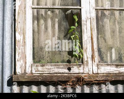 Grüne Rebe gerahmt wächst in Fenster von verlassenen und verlassenen Gebäude Fenster Stockfoto