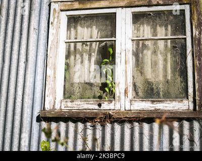 Grüne Rebe gerahmt wächst in Fenster von verlassenen und verlassenen Gebäude Fenster Stockfoto