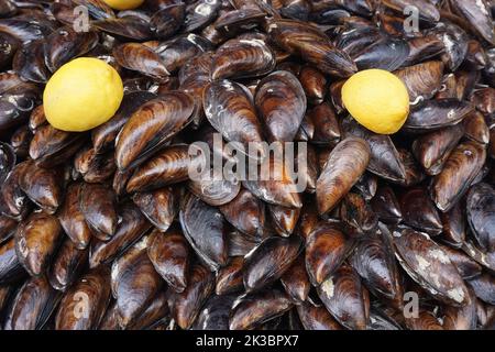 Gefüllte Muscheln übereinander gestapelt Stockfoto