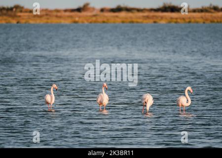 Nahaufnahme von wilden Flamingos im See Stockfoto