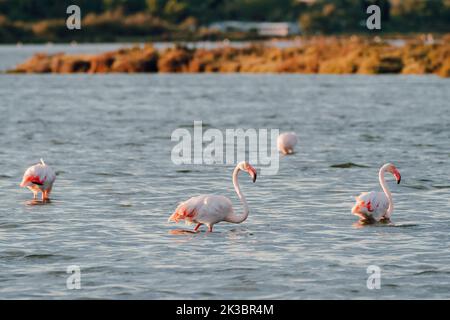 Nahaufnahme von wilden Flamingos im See Stockfoto