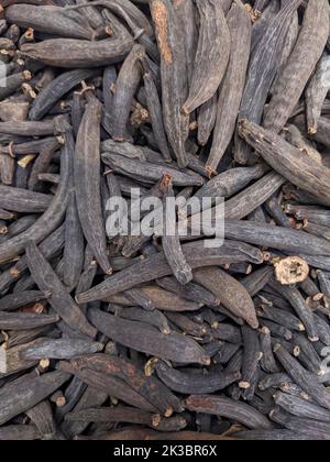 Kapok Knospen - marathi Moggu Gewürz, Sringeri, Karnataka, Indien Stockfoto