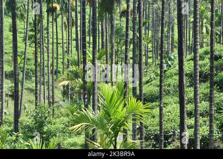 Gemischte Landwirtschaft, Aroka und Tee mit Pfeffer, Moodbidri, Karnataka, Indien Stockfoto