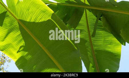 Große grüne Bananenblätter am Himmel, Hintergrund Stockfoto