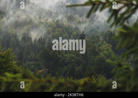 Nebelwald im Kopaonik-Nationalpark Serbien Stockfoto