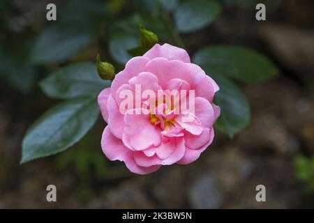 Rosa weiße Einzelrose von oben, Blumenkonzept, schöne Blüte, zarte Knospe, Blume mit grünen Zweigen im Hintergrund, einer rosa Rose Stockfoto