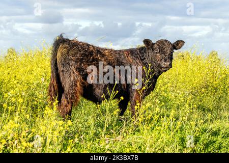 Schwarze Kuh Galloway Fröhlich grasen und mooing in einem Feld mit gelben Blüten, dunkelbraun lockig bärischen Rinder. Stockfoto