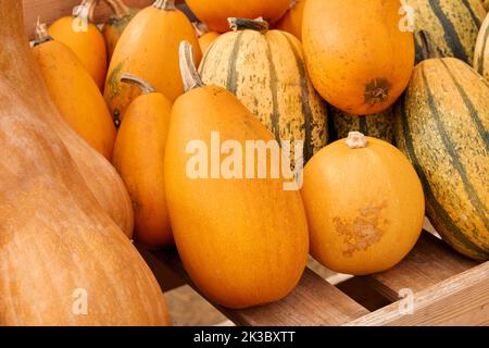Kürbisse auf dem Bauernmarkt im Freien. Kürbispflaster. Halloween Dekor mit verschiedenen Kürbissen, Herbstgemüse und Blumen. Ernte und Gartendekoration. Stockfoto