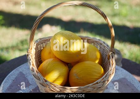 Gelbe kleine Melonen in einem Korb Stockfoto