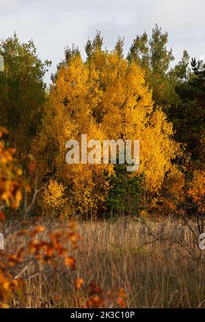 Herbst gemischte vertikale Wald. Roter gelb-oranger natürlicher Hintergrund. Herbstlandschaft im Oktober. Goldene Laubbäume und grüne Weihnachtsbäume. Der Stockfoto