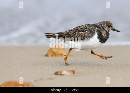 Turnstone/ Ruddy Turnstone, Arenaria interpres; im Winter erwachsener Vogel, nicht brütendes Gefieder am Strand Norfolk Oktober Stockfoto