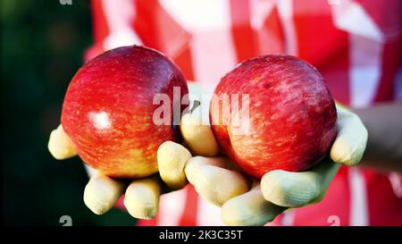 Nahaufnahme, frisch gepflückte rote Äpfel bei Sonnenschein. Die Hände des Bauern in Handschuhen halten zwei reife rote Äpfel, Landwirtschaft und Gartenkonzept. Gesunde Ernährung. Hochwertige Fotos Stockfoto