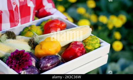 Nahaufnahme zeigt ein Landwirt in weißer Holzkiste die Ernte, verschiedene frische Gemüse, Mais, Pfeffer, Auberginen, Zucchini, patissons. Auf einem Bauernhof, Gemüsegarten, sonniger Sommertag. Hochwertige Fotos Stockfoto