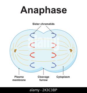 Wissenschaftliche Gestaltung der Anaphase. Das dritte Stadium der Mitose. Bunte Symbole. Vektorgrafik. Stock Vektor